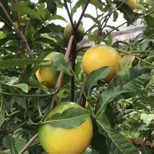 灵山县黄晶果苗 黄晶果苗 正品发货 杯苗 支持技术指导
