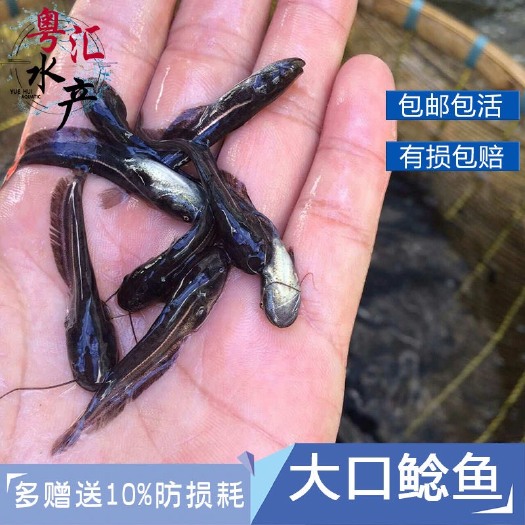 广州南方大口鲶鱼苗活体淡水养殖二须土鲶鱼苗观赏鲢鱼河鲶鱼土鲶鱼苗