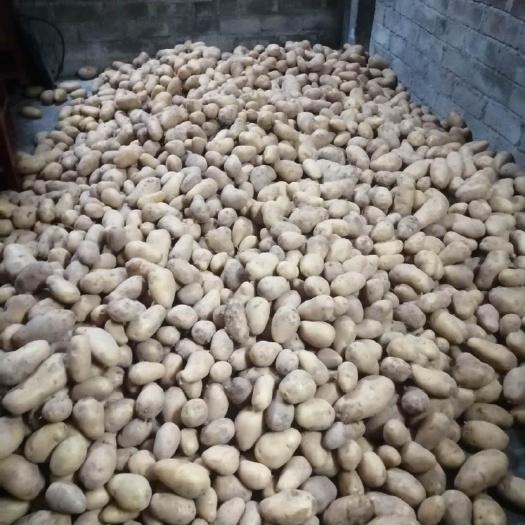 黄心土豆 2~4两