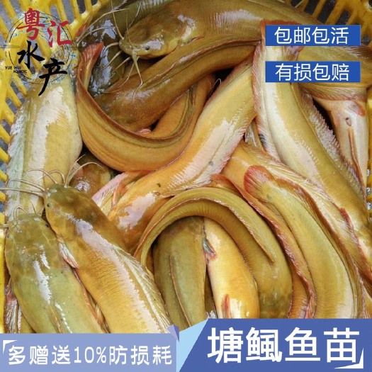 广州本地塘鲺鱼苗塘角鱼苗土塘鲺鱼苗塘虱鱼苗活体放生鱼苗