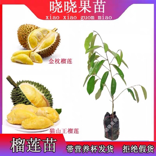 灵山县 榴莲苗正宗嫁接金枕榴莲苗猫山王榴莲苗黑刺榴莲苗