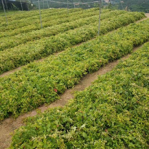 漳州 爬山虎 各类规格均有 库存大量