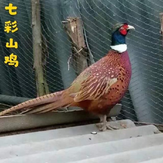 广州 七彩山鸡苗