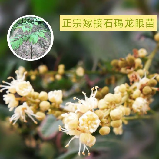 揭阳 龙眼苗 嫁接苗 实生苗都有、各种规格齐全