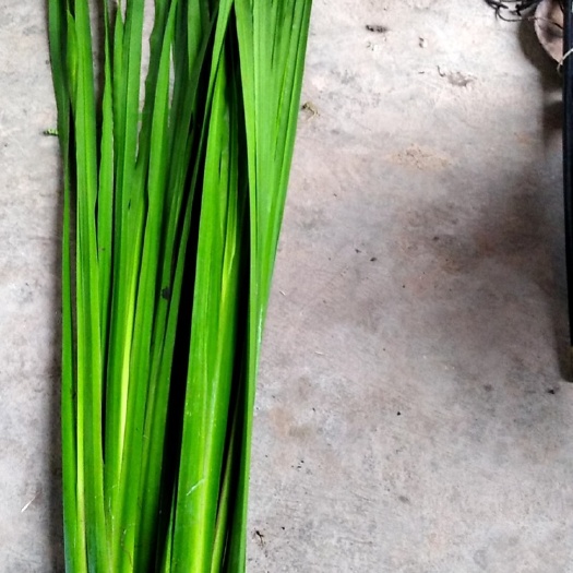 水菖蒲苗 水菖蒲、端午习俗、菜草药，挂艾蒲