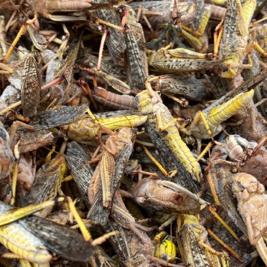 丰县稻蝗 高蛋白食品 口感香脆新东亚飞蝗活体冷冻 油炸美食