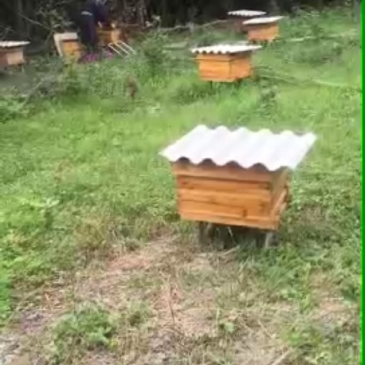 瑞金市 高山百花蜂蜜，来自革命的摇篮-瑞金