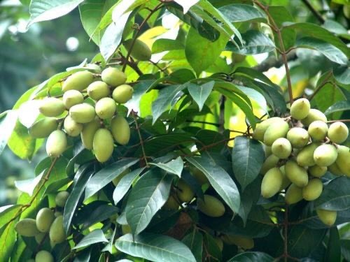 灵山县黄橄榄苗 青橄榄苗 高产 果实入口酸爽回味甘甜 正品发货