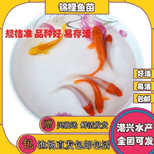 清远锦鲤鱼苗  德国三色支持全国统一批发价发货