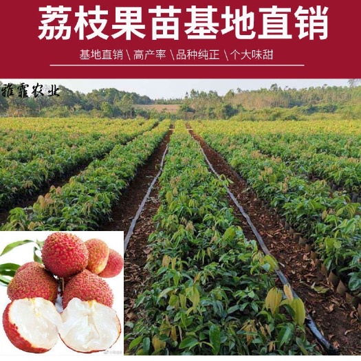 揭阳 妃子笑荔枝苗 实生苗 嫁接苗都有