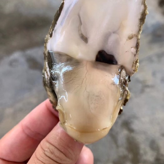 诏安县诏安湾生蚝 不肥不要钱