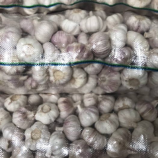 邳州市红皮蒜  邳州优点大蒜
