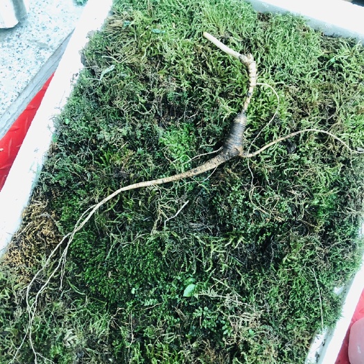 集安市人参 林下山参