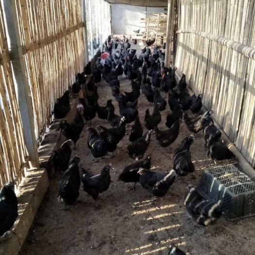 南宁正宗五黑一绿鸡苗，孵化场直销，公母可选，品质保证，成活率高