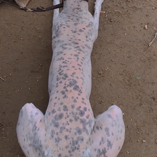 巨野县精品格力犬 狩猎犬 猎犬 一只也是批发价 全国可发货