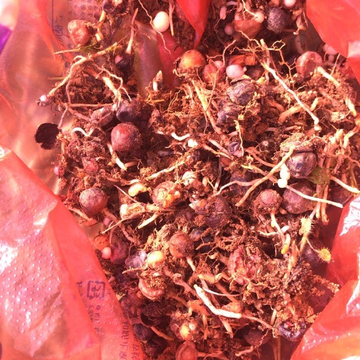 广州中药材山药 骨科草药，腰间盘突出，颈椎病，腰酸腿痛