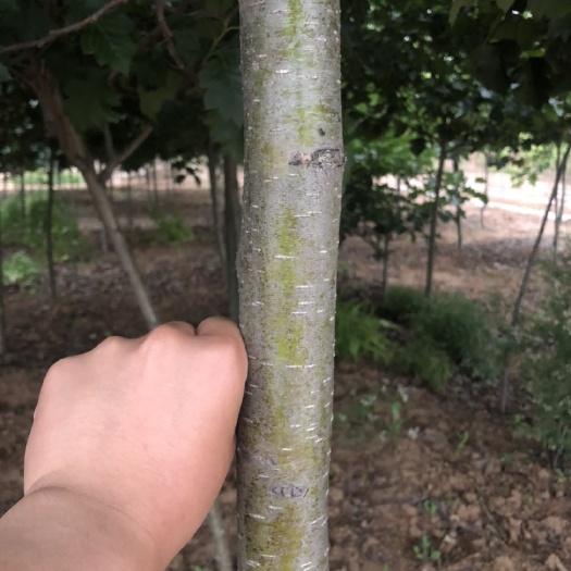 平邑县歪把红山楂树苗 山东临沂苗木基地，多年经验，保质保量，量大货足，大量供应各种
