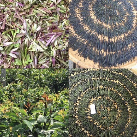 天等县中华茶文化，细品苦丁茶
