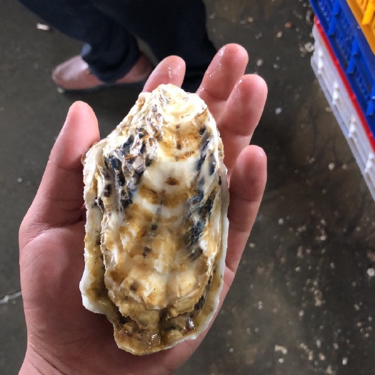 漳浦县乳山牡蛎 2-3两/只 海水 鲜活水产