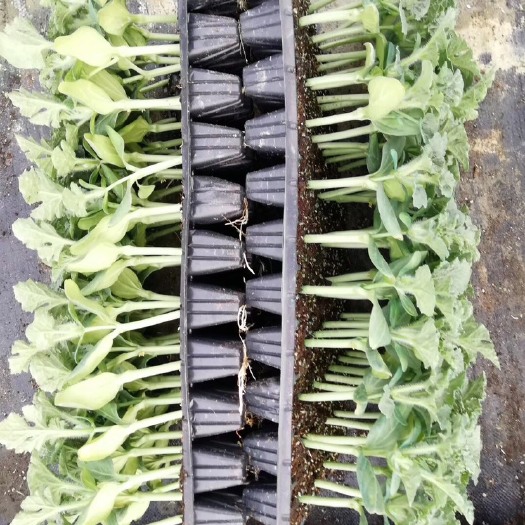 应城市 水稻育秧基质、瓜果蔬菜育苗基质、草莓栽培基质、花卉栽培等