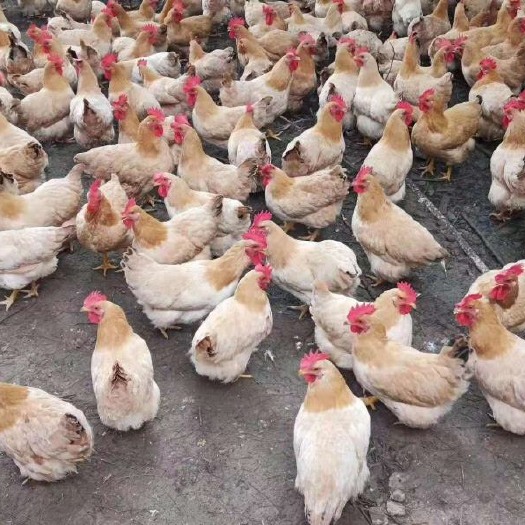 昆明 土二鸡苗 成活率高 假一赔十 包运输