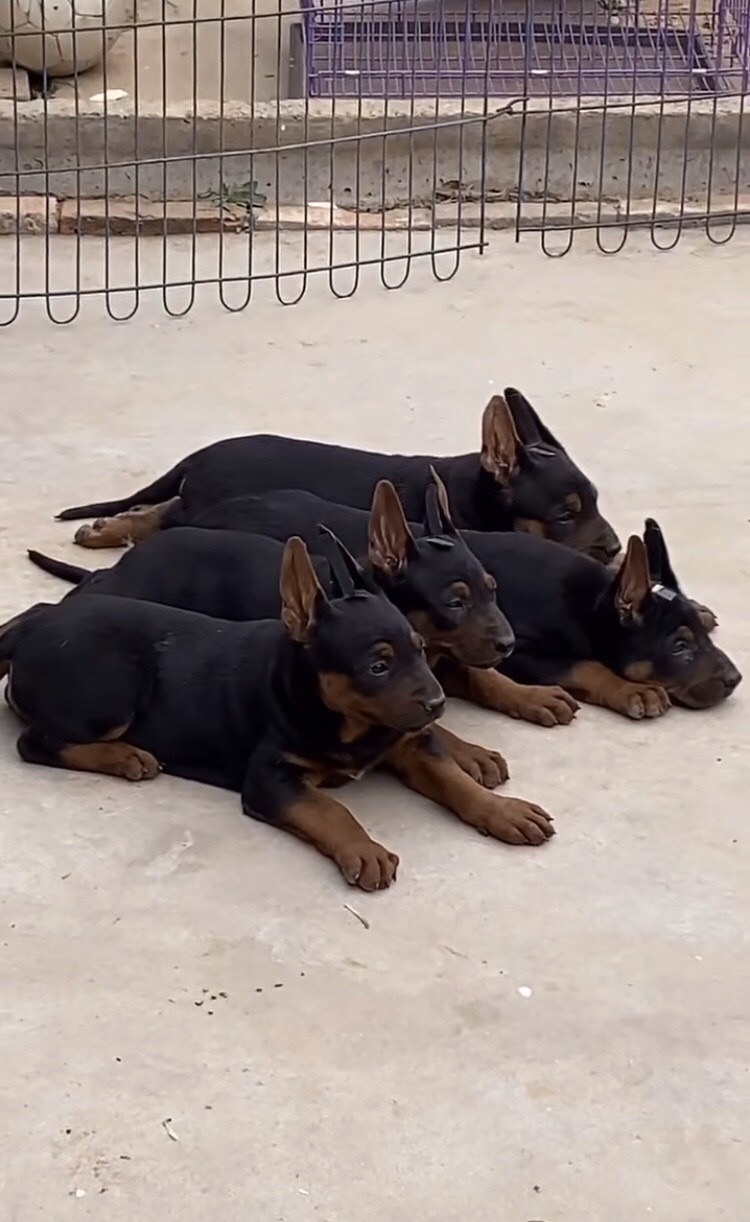 精品格力犬 狩猎犬 猎犬 一只也是批发价 全国可发货