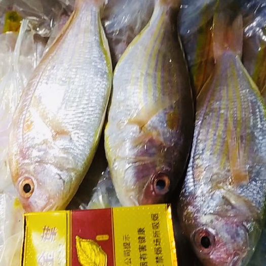 北海 红杉鱼，，，