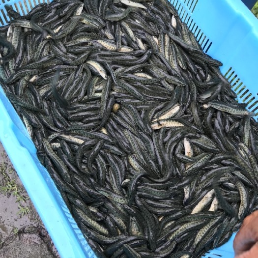 德清县 浙江黑鱼苗