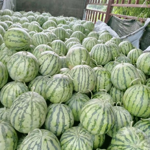 重庆市 8424西瓜 美都大量上市50万斤麒麟瓜代销 欢迎新老顾客
