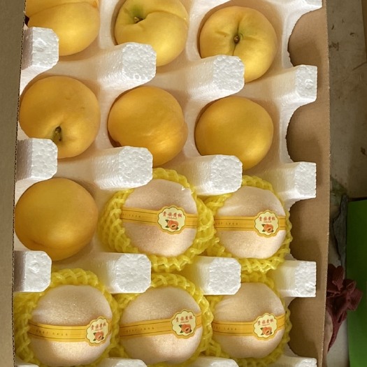 蒙阴县黄金蜜1号 黄毛桃水蜜桃