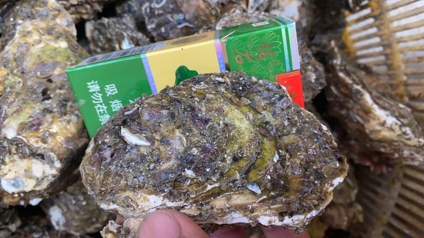 饶平县珍珠蚝  广东新鲜大生蚝现捞牡蛎海蛎子带壳半壳海鲜烧烤生蚝鲜活100斤