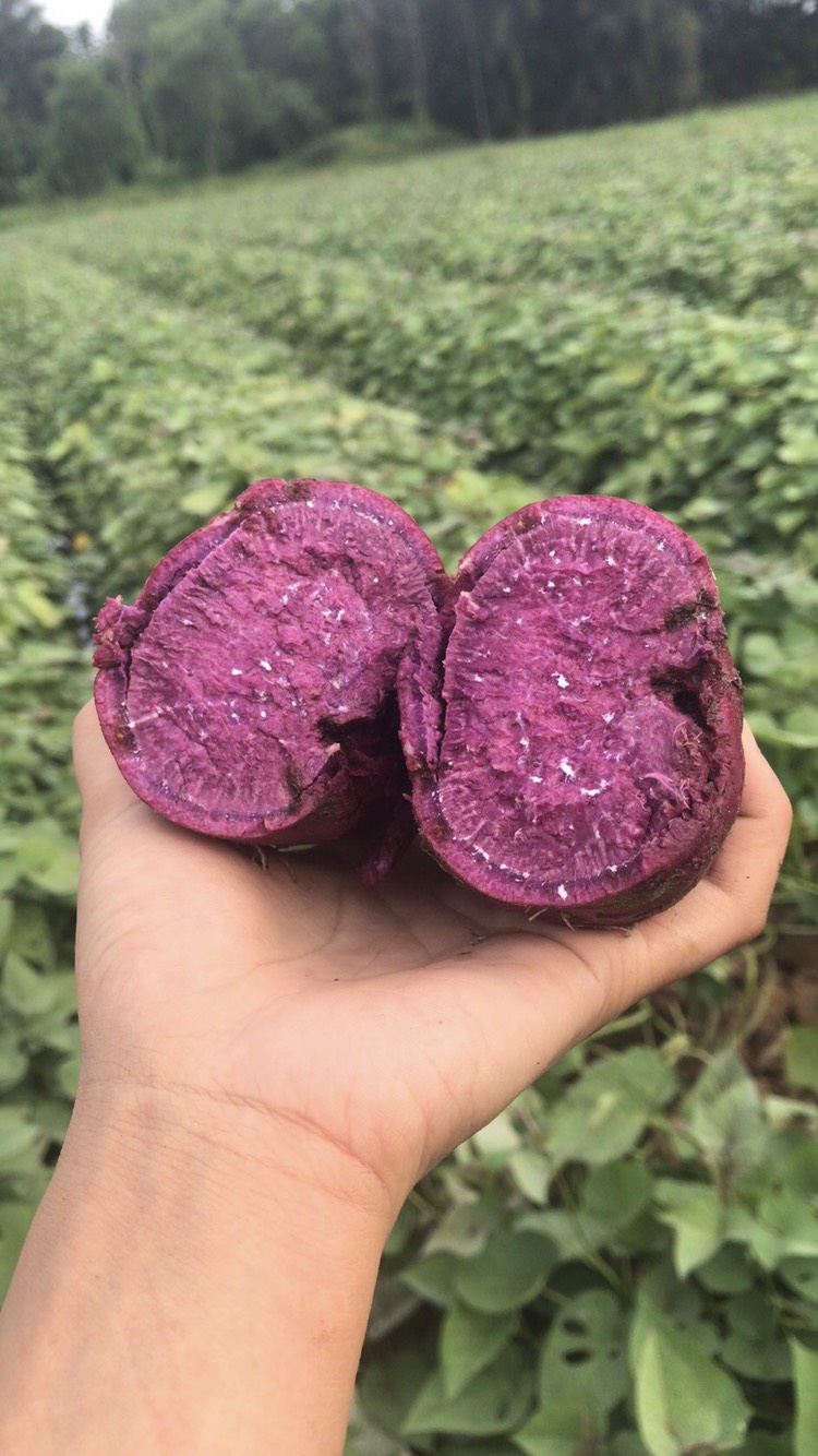 吴川市常年供应一级紫罗兰紫薯苗，25-30公分长，粗壮