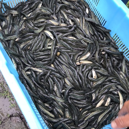 德清县 浙江黑鱼苗