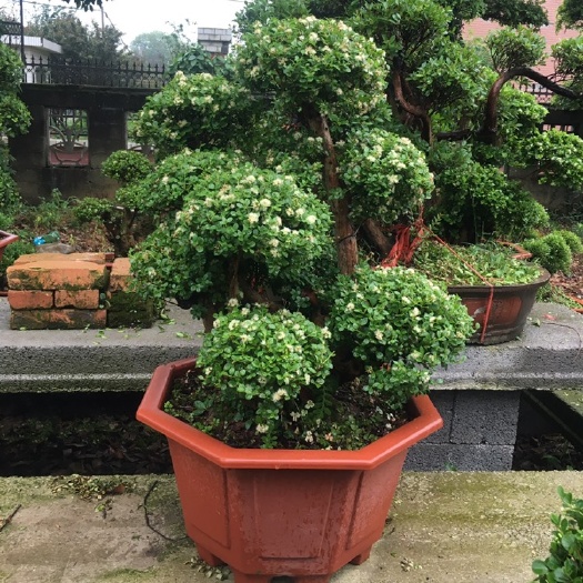 长沙赤楠盆栽 赤楠盆景 小叶赤楠  赤楠 赤楠桩优价供应