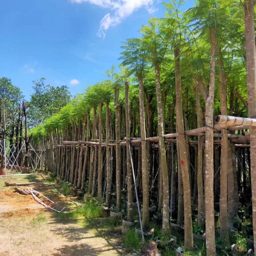 普宁市普通蓝花楹 蓝花盈3-20公分袋苗直杆，骨架
