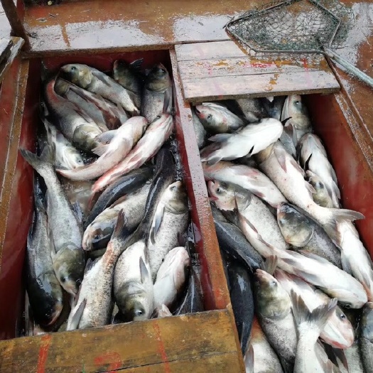 湘阴县 洋沙湖生态雄鱼