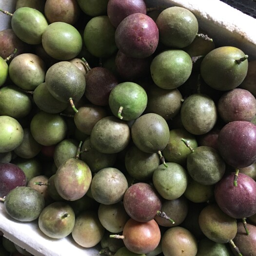 芒市鸳鸯蜜百香果 量果 电商果