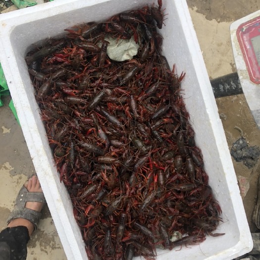 芜湖红壳小龙虾 中青4-6钱