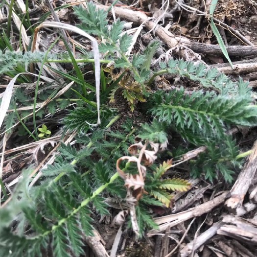 玉林白头翁 委陵菜 北子草