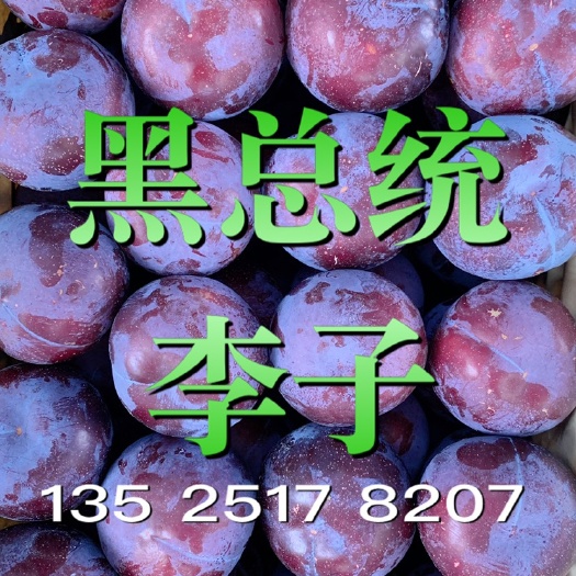 内乡县 大量李子供应中，各李子品种货量充足，日产千吨李子基地，果大