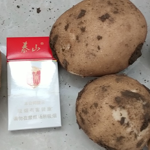  大西洋土豆已大量上市，大西洋商品薯，个大无黑心，百亩基