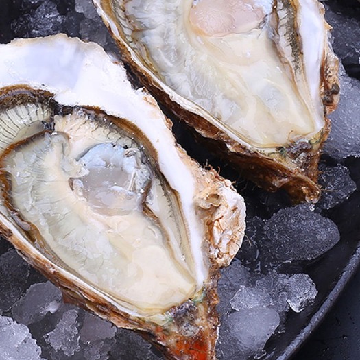 连云港【包邮】乳山生蚝鲜活海蛎子新鲜特大海鲜牡蛎贝壳海鲜水产