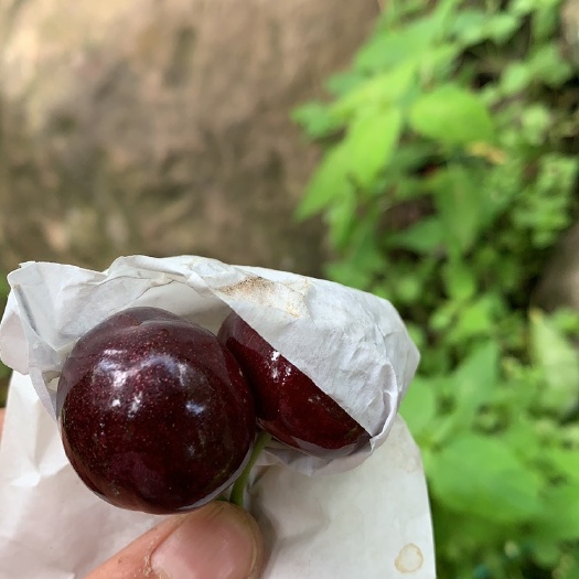 汉源县黑珍珠樱桃  汉源黑珍珠