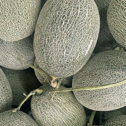  哈密瓜西州蜜25号新鲜水果10斤甜瓜批发西周蜜西洲蜜哈蜜瓜网
