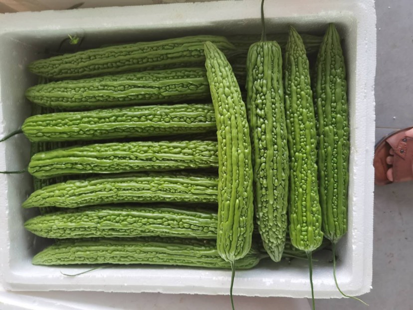  苦瓜种植基地急售，基地有苦瓜，线椒，豆角，茄，黄瓜丝瓜冬瓜等