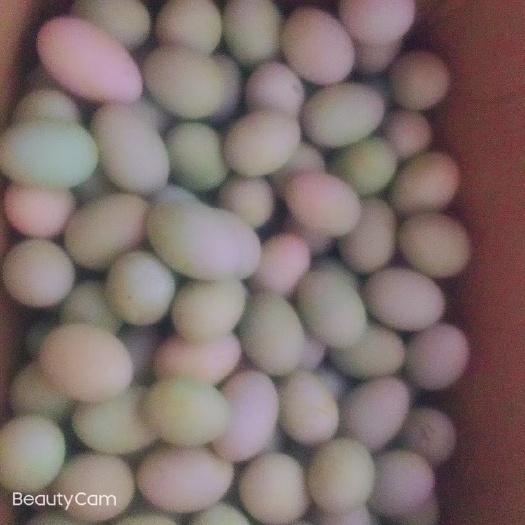 龙门县土鸭蛋 食用 散装