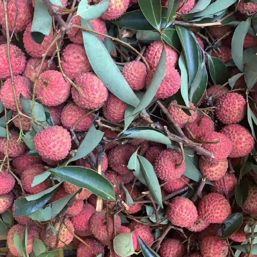 广州桂味荔枝 从化桂味