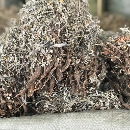 翻白草 正品翻白草