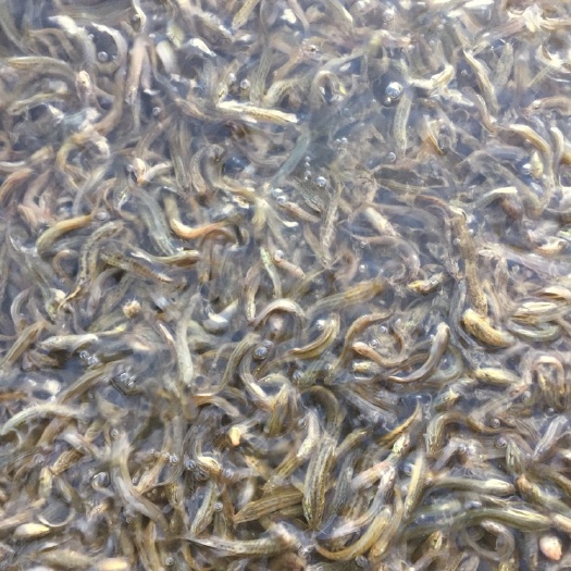 蒙自市泥鳅苗 3-5公分 高