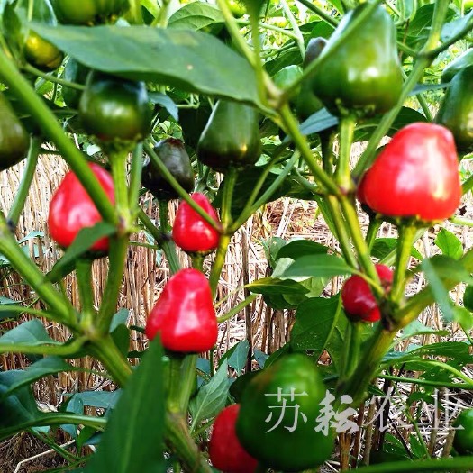 西华县 代收草莓椒